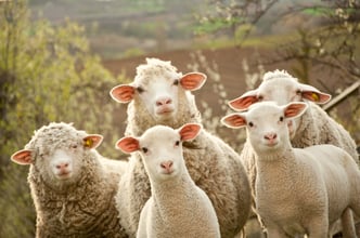 Groupthink Sheep